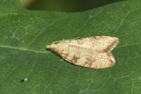 Aleimma loeflingiana
