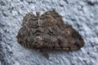 Peribatodes rhomboidaria
