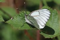 Aporia crataegi