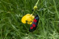 Zygaena trifolii