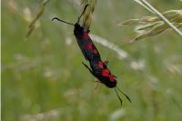 Zygaena trifolii