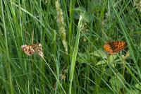 Boloria selene