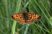 Boloria selene