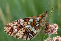 Boloria selene