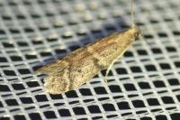 Ephestia