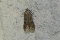Borkhausenia nefrax