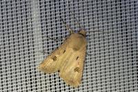 Agrotis exclamationis