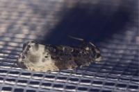 Hedya nubiferana