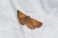 Bupalus piniaria