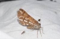 Bupalus piniaria