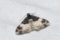 Catarhoe cuculata