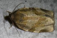 Choristoneura hebenstreitella