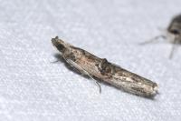 Nephopterix angustella