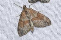 Pennithera firmata