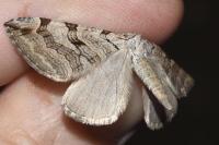 Aplocera plagiata