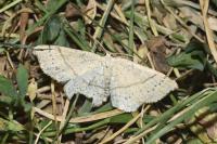 Cyclophora punctaria