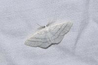 Cabera pusaria
