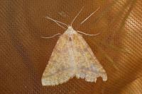 Aspitates ochrearia