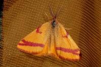 Lythria cruentaria