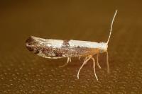 Argyresthia spinosella