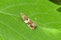 Epinotia abbreviana