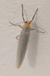 Eilema caniola