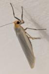 Eilema caniola