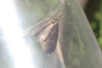 Psyche casta