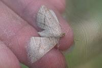 Petrophora chlorosata