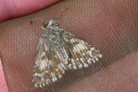 Pyrgus malvae