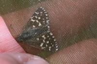 Pyrgus malvae
