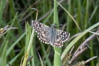 Pyrgus malvae