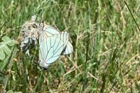 Aporia crataegi