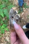 Saturnia pyri