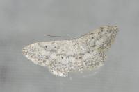 Idaea seriata