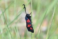 Zygaena trifolii