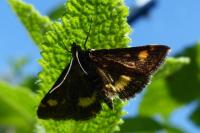 Pyrausta aurata