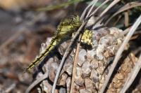 Pseudopanthera macularia