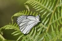 Aporia crataegi