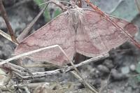Scopula rubiginata
