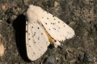 Spilosoma lubricipeda