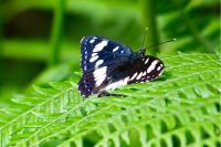Limenitis reducta