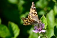 Vanessa cardui