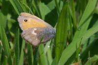 Coenonympha pamphilus