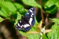 Limenitis reducta
