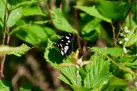 Limenitis reducta