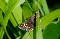Pyrgus malvae