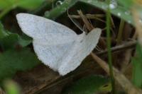 Cabera exanthemata