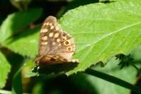 Pararge aegeria