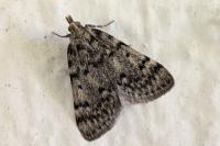 Aglossa pinguinalis